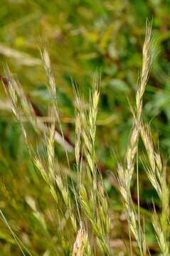 Image of fescue