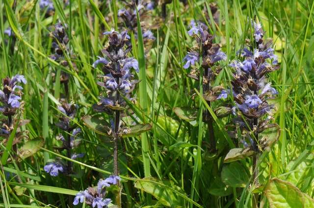 Image of Bugleweed