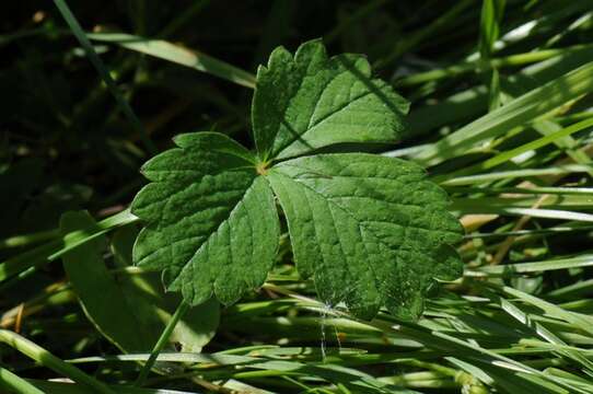 Image of Barren Strawberry