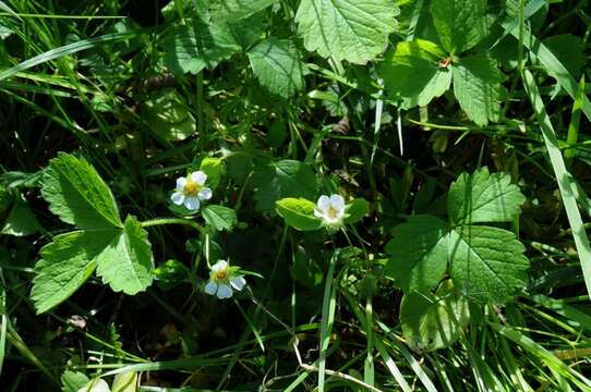 Image of Barren Strawberry