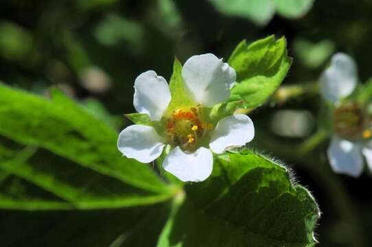 Image of Barren Strawberry