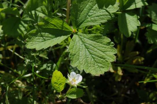 Image of Barren Strawberry