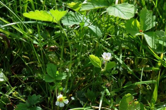 Image of Barren Strawberry