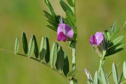 Image of Magnoliopsida