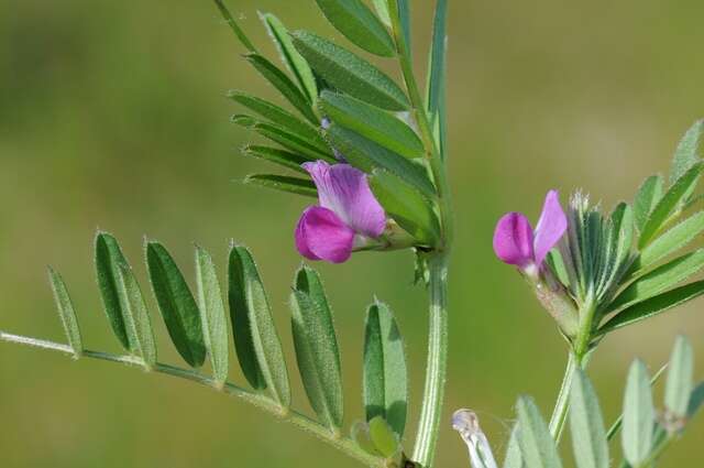 Image of Magnoliopsida