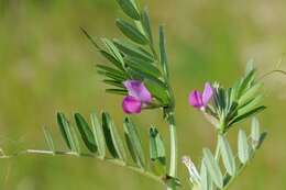 Image of Magnoliopsida