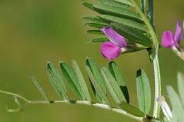 Image of Magnoliopsida
