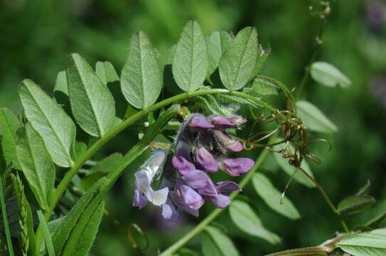 Plancia ëd Vicia