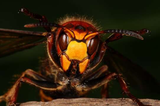 Image of Hornets