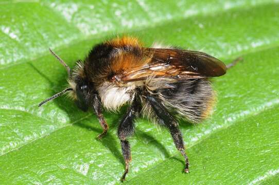 Image of honeybees, bumblebees, and relatives