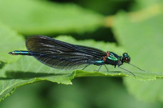 Image of Jewelwings