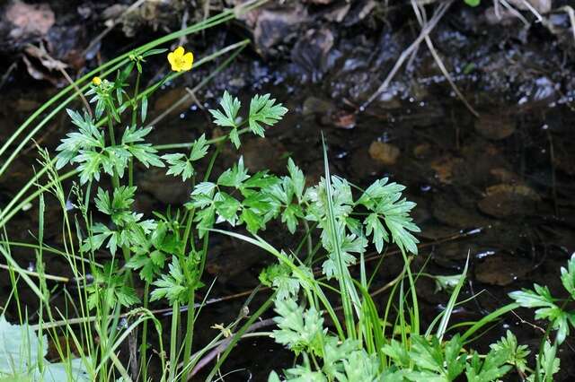 Image of creeping buttercup