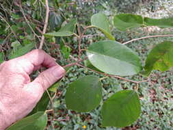 Image of Cleistanthus hylandii Airy Shaw