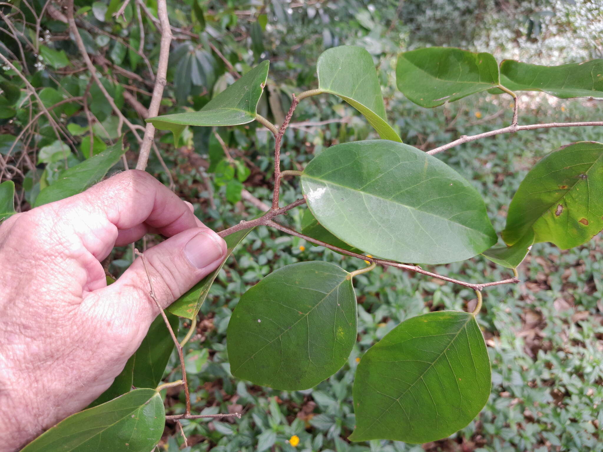 Image of Cleistanthus hylandii Airy Shaw