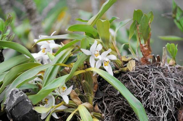 Image of coelogyne orchid