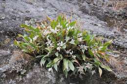 Image of coelogyne orchid