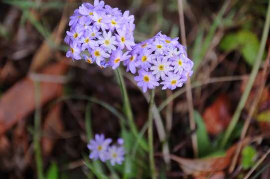 Image of cowslip