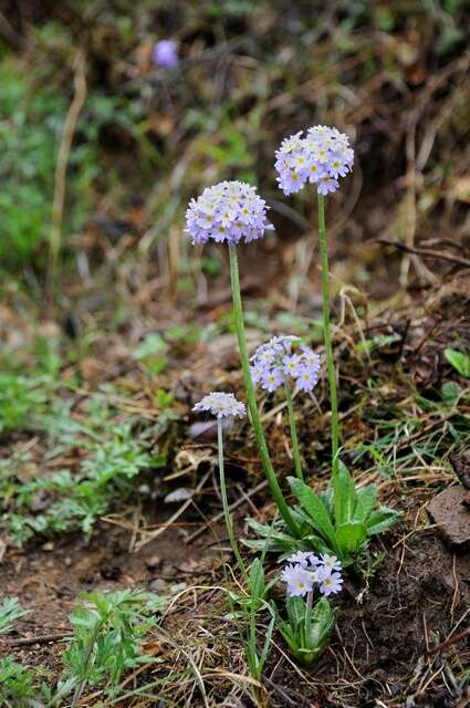 Image of cowslip