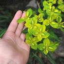 Sivun Euphorbia cashmeriana Royle kuva