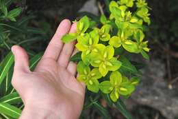 Imagem de Euphorbia cashmeriana Royle