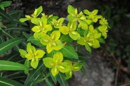 Imagem de Euphorbia cashmeriana Royle