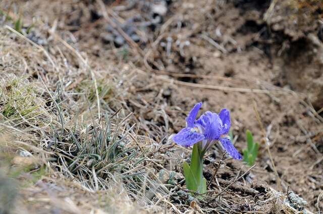 صورة <i>Iris kemaonesis</i>