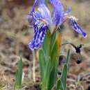 صورة <i>Iris kemaonesis</i>