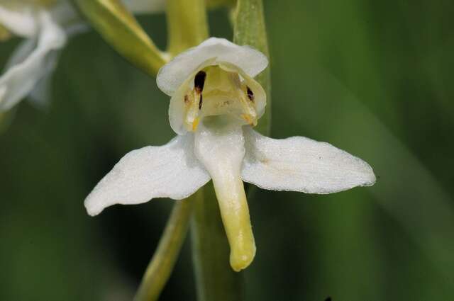 Image of Fringed orchids