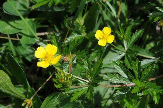 Image of cinquefoil