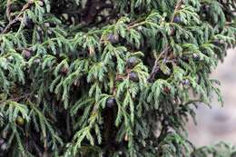 Image of Drooping Juniper