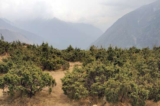 Image of Drooping Juniper