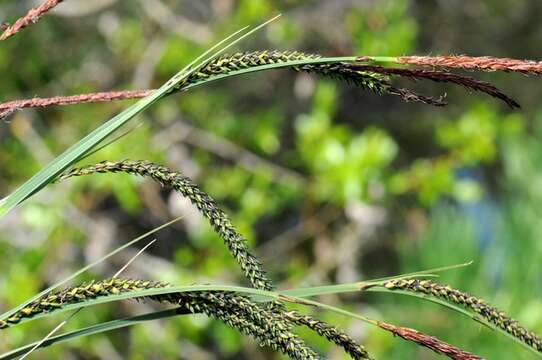 Image of Carex prolixa Fr.