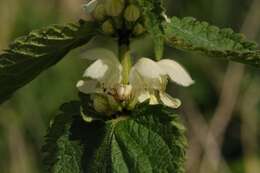 Image of deadnettle