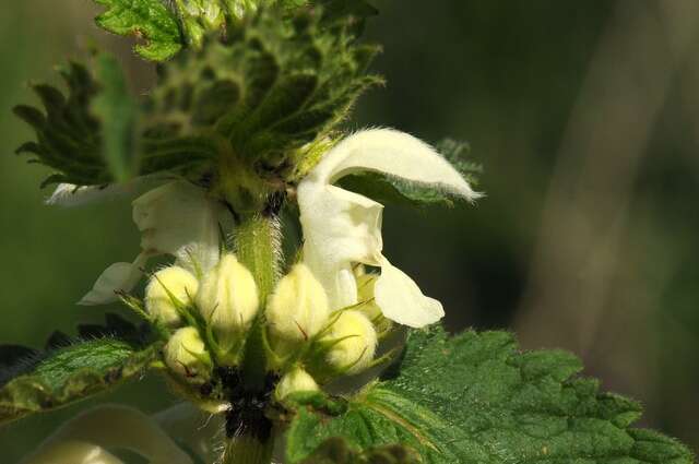 Image of deadnettle