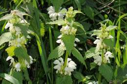 Image of deadnettle