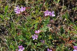 Image of stork's bill