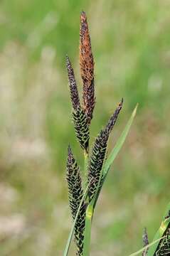 Image of Tufted Sedge