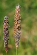 Image of Foxtail Grass