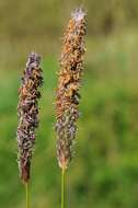 Image of Foxtail Grass