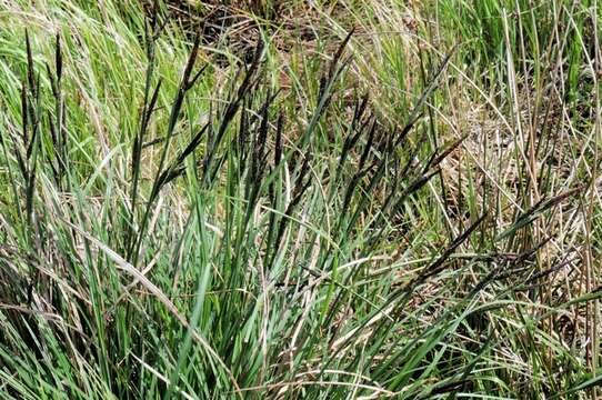 Image of Tufted Sedge