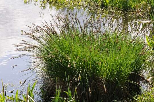 Image of Tufted Sedge