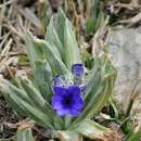 Imagem de Primula macrophylla D. Don