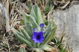 Plancia ëd Primula macrophylla D. Don