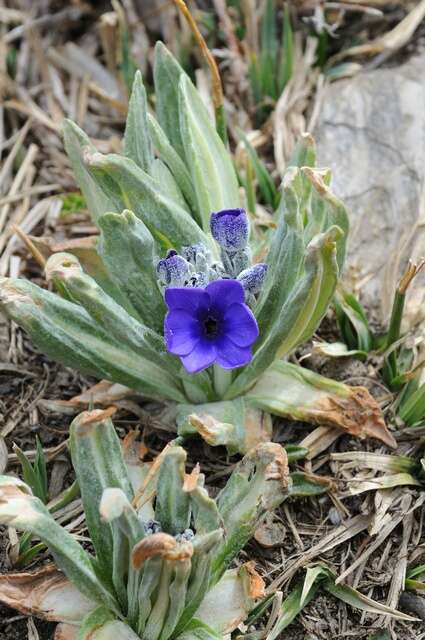 Plancia ëd Primula macrophylla D. Don