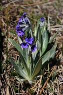 Plancia ëd Primula macrophylla D. Don