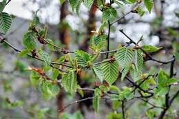 Image of Himalayan Birch