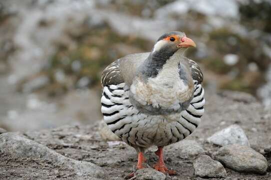 Image of Snowcock