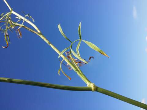 Imagem de Ammi majus L.