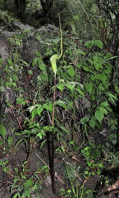 Image of Arisaema intermedium Blume