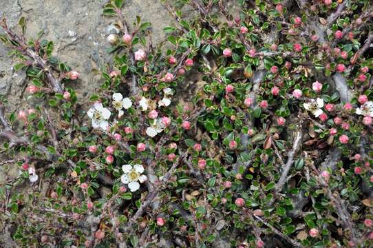 Imagem de Cotoneaster microphyllus Wall. ex Lindl.